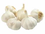 2026 New Crop Brand Fresh Garlic Red Normal Purple Pure White Garlic Price for Wholesale - фото 3