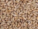 Barley Non GMO (Animal Feed) - photo 1