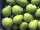 Best pears from Poland wholesale - photo 2