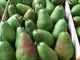 Best pears from Poland wholesale - фото 5