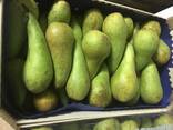 Best pears from Poland wholesale - фото 6