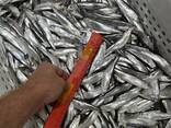 FRESH FROZEN Sprat - фото 1