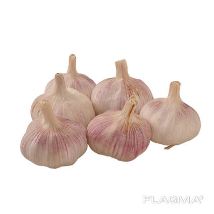 Fresh White and Red Garlic Available