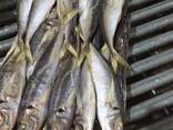 Wholesale good quality Fresh frozen frozen skip jack fish skipjack tuna for sale - photo 3