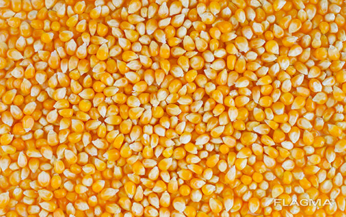 Yellow Corn Non GMO (Animal Feed)