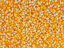 Yellow Corn Non GMO (Animal Feed)