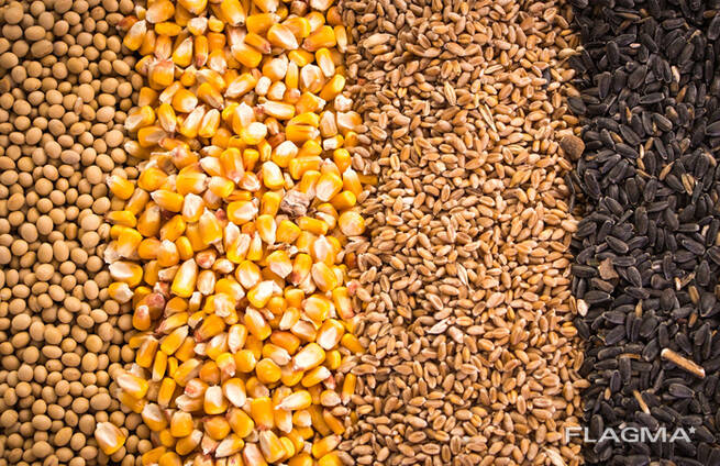 Зерно - пшеница, кукуруза, ячмень, просо, овес, рожь | Grain — Купить в  Бразилиа на Flagma.com.br. BG Group, ООО, UA #22681